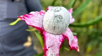 Hatay'da Ejder Meyvesi Üretimi Artıyor: Hasat 180 TL'den Başladı