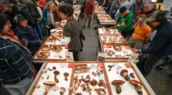 Vancouver’da Mantar Fuarı: 300'den Fazla Tür Sergilendi