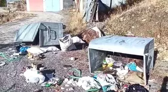 Erzurum'da Boz Ayılar Köylüleri Canından Bezdiriyor