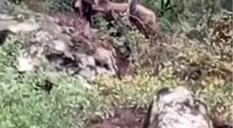 Bursa'da Kepçe Operatörü Ayıyı Görüntüleyip Vatandaşları Uyardı