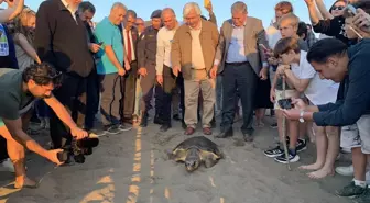 Yaralı Caretta Caretta 'Cumhuriyet' 6 Bin Kilometre Yol Katetti