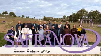 Eski Bakan Mehdi Eker, Safranbolu'da Safran Hasadına Katıldı