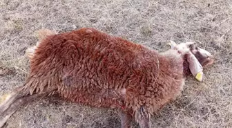 Horasan'da Koyun Sürüsüne Kurt Saldırısı