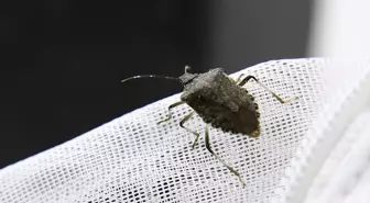 Kahverengi Kokarca ile Mücadelede Biyolojik Yöntemler Devrede