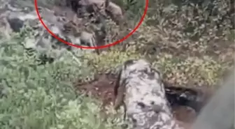 Bursa'da Kepçe Operatörü Ormanda Ayı Görüntüledi