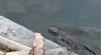 Nesli Tükenmekte Olan Su Samuru Küçükçekmece'de Görüldü