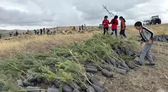Sigara Bağımlılığını Yenip Ağaçlandırma Projesi Başlattı