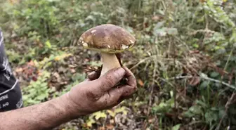 Sinop'ta 'Boletus Edulis' Mantarının Toplanması ve İhracatı