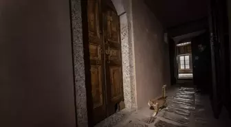 Topkapı Sarayı'nın kedi kapısı, Mülayim'in torunu 'Şerbet'le yeniden hayat buldu