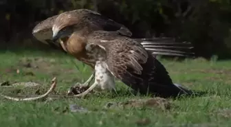 Bursa'da Yılan Kartalı'nın Av Anları Görüntülendi