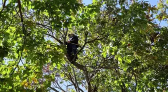 Aydın'da Kestane Hasadı Başarıyla Tamamlandı