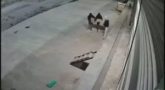 Bayrampaşa'da Güvercin Hırsızlığı Kamerada