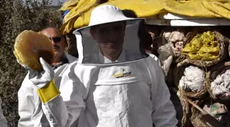 Bitlis Valisi Ahmet Karakaya, Karakovan Balı Hasadına Katıldı