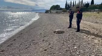 Assos Sahilinde İki Ölü Deniz Kaplumbağası Bulundu