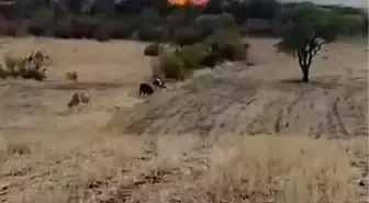 Diyarbakır'ın Hazro İlçesinde Yangın: Onlarca Ağaç Kül Oldu