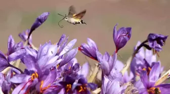 Amasya'da Dünyanın En Pahalı Baharatı: Safran
