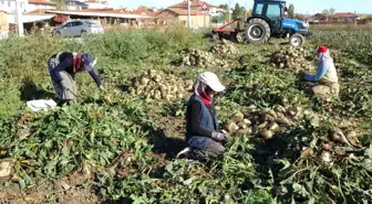 Kütahya'da Şeker Pancarı Söküm Mesaisi Başladı