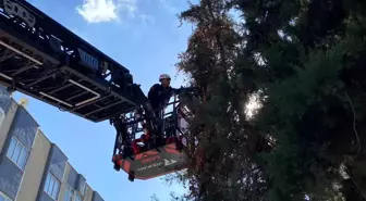 Şanlıurfa'da Ağaçta Mahsur Kalan Yavru Kedi Kurtarıldı