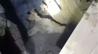 Balıkesir'de Depremde Eşek Kurtarıldı