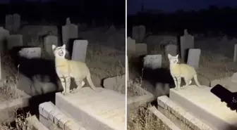 Yapay zekanın geldiği son nokta: Binlerce kişi gerçek sanıp paylaştı