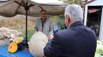 Sivas'ta 51 Kilogram Ağırlığında Dev Bal Kabağı Dikkat Çekti