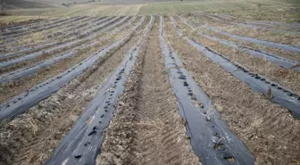 Edirne Kırmızısı Yeniden Canlanıyor