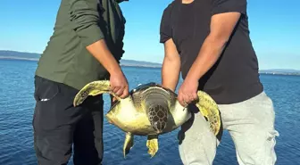 Gelibolu'da Ölü Caretta Caretta Bulundu