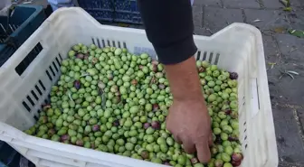Balıkesir'de Geleneksel Kırma Zeytin Üretimi