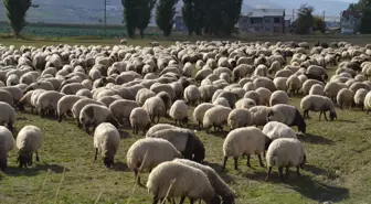 Göçerler Yaylalardan İniyor: Kış Yolculuğu Başladı