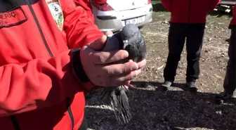 AKUT Derneği, 4 Gün Mahsur Kalan Güvercini Kurtardı