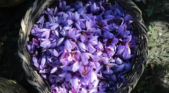 Safranın Hasadı Devam Ediyor: Safranbolu'da 'Mucize Bitki' Yetiştiriliyor