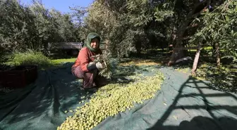 Akhisar'da Zeytin Hasadında Kalite Yükseldi, Rekolte Düşüşte
