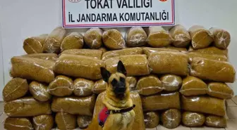 Tokat'ta Kaçak Tütün Operasyonu: 450 Kilogram Ele Geçirildi