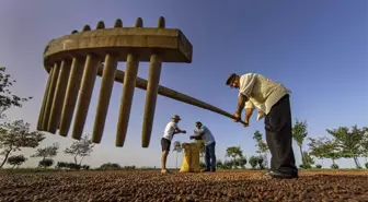 Karadeniz'de Fındık Üretiminde Kuraklık Tehlikesi