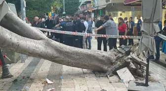 Antalya'da Devrilen Ağaç 5 Otomobile Zarar Verdi