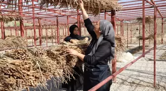 Su Sümbülleri Kadınların Ekonomisine Katkı Sağlıyor