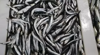 Karadeniz Hamsisi Tekirdağ'da Tezgahları Süslüyor