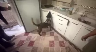 Hatay'da Narkotik Köpeği Alis, 60 Bin Captagon Hap Buldu