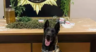 Bayburt'ta Uyuşturucu Operasyonu: 276,65 Gram Uyuşturucu Ele Geçirildi