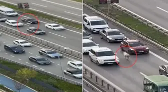 Nereden çıktığını kimse anlamadı! Trafiği birbirine kattı