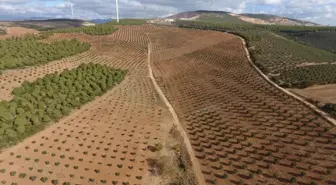 Orman Genel Müdürü Karacabey: Ağaçlandırma Çalışmaları Ülkemizin Refahını Artırıyor