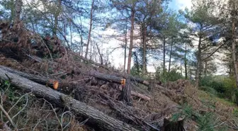 Hatay'da Kesilen 20 Kızılçam Ağacı İçin Soruşturma Başlatıldı