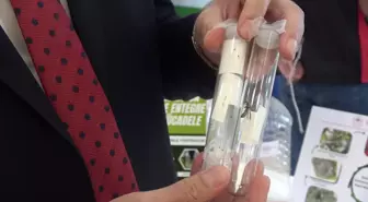 Samuray Arıları ile Kahverengi Kokarca Mücadelesi