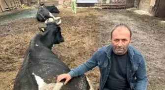 Bursa'da Şap Hastalığı Hayvancılığı Tehdit Ediyor