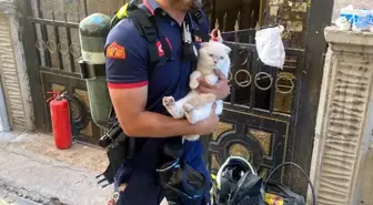 Siirt'te Yangın Çıktı, Mahsur Kalan Kedi Kurtarıldı