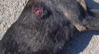 Kırıkhan'da Sahipsiz Köpek Tabancayla Vurularak Öldürüldü