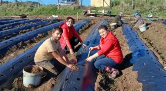 Engiz Çileği Üretimi İçin Teknik Destek Çalışmaları Sürüyor