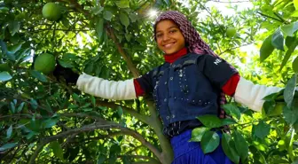 Adana'da Portakal Hasadı Başladı: İklim Değişikliği Verimi Düşürdü