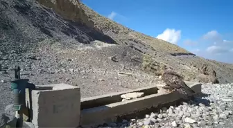 Aksaray'da Yaban Hayatı Gözlemlendi: Tilki, Baykuş ve Tavşan Kamerada