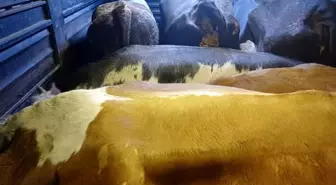 Artvin'de Büyükbaş Hayvan Hırsızlığı: 4 Şüpheli Yakalandı